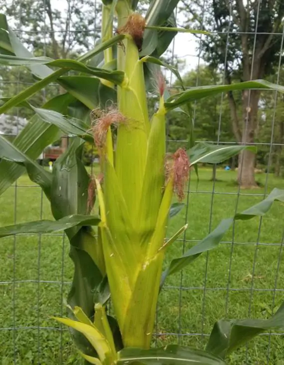 Zea mays Golden Bantam Improved (C.O.) - Milho Bantam Dourado Melhorado, Milho Doce Bantam Melhorado - Imagem 6