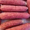 Zea Mays Mini Pink Popcorn (C.O) - Milho De Pipoca Baby Pink, Mini Milho De Pipoca Rosa