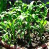 Zea Mays Mini Pink Popcorn (C.O) - Milho De Pipoca Baby Pink, Mini Milho De Pipoca Rosa - Image 2