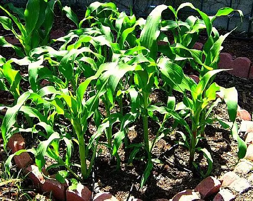 Zea Mays Mini Pink Popcorn (C.O) - Milho De Pipoca Baby Pink, Mini Milho De Pipoca Rosa - Image 2