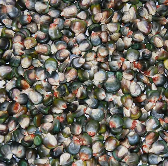 Zea mays Oaxacan Green (Certificação Orgânica) - Milho Esmeralda de Oaxaca, Milho Verde de Oaxaca - Imagem 2