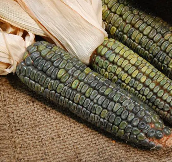 Zea mays Oaxacan Green (Certificação Orgânica) - Milho Esmeralda de Oaxaca, Milho Verde de Oaxaca - Imagem 3