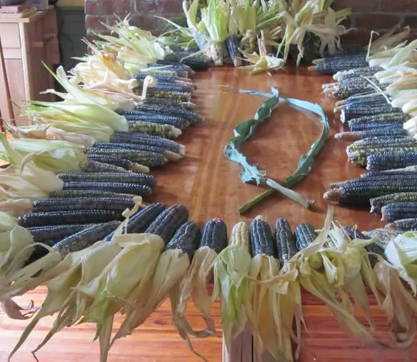 Zea mays Oaxacan Green (Certificação Orgânica) - Milho Esmeralda de Oaxaca, Milho Verde de Oaxaca - Imagem 4