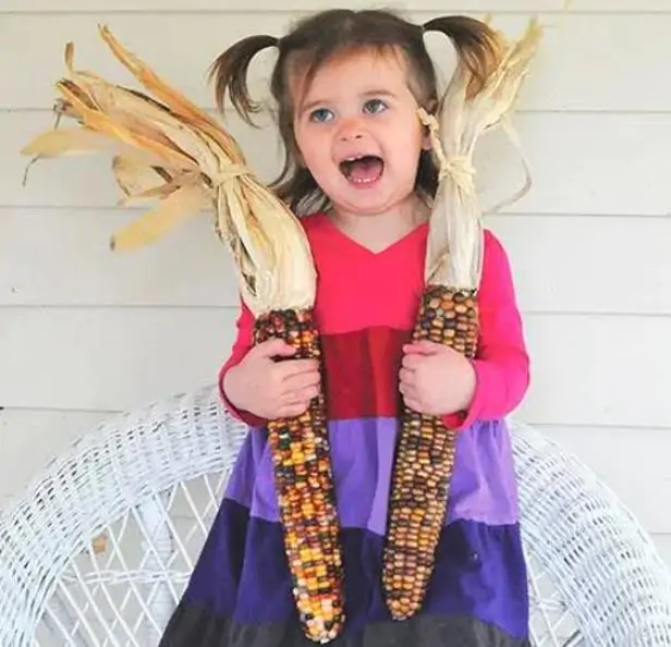 Zea mays Wade's Giant Indian Corn (C.O.) - Milho Gigante, Milho Gigante Indiano