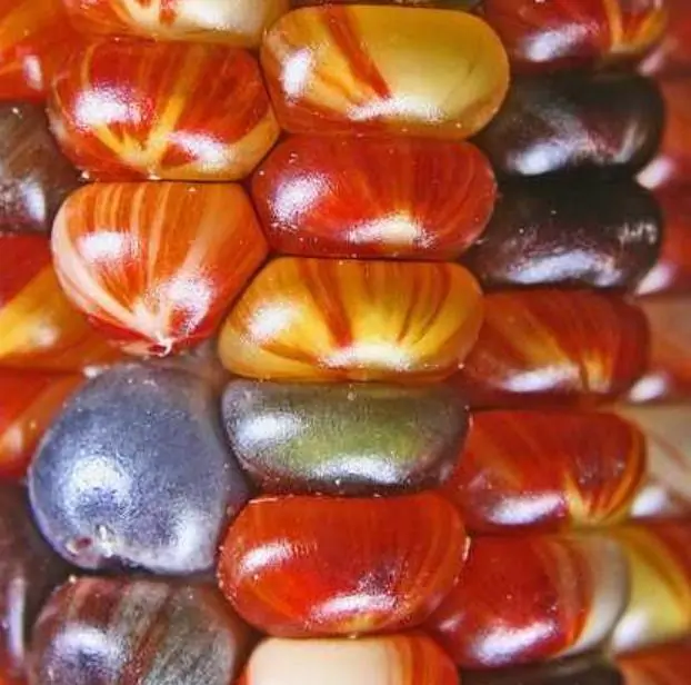Zea mays Wade's Giant Indian Corn (C.O.) - Milho Gigante, Milho Gigante Indiano - Imagem 2