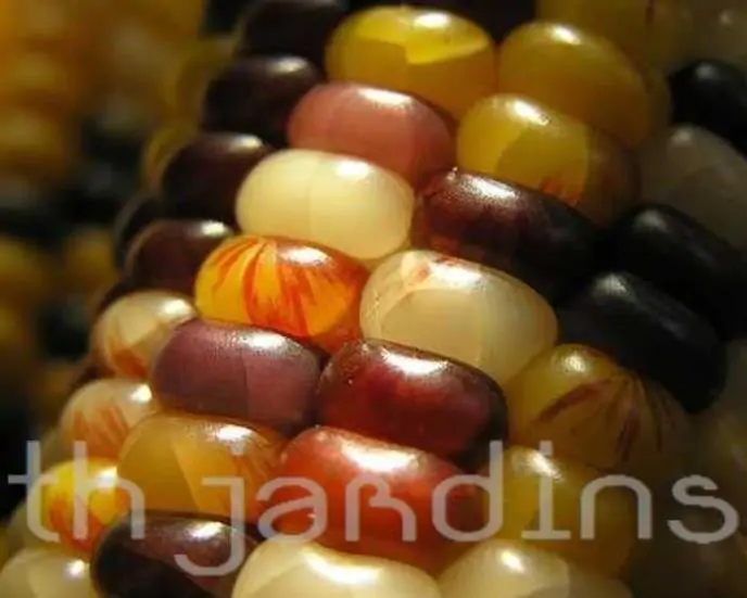 Zea mays Wade's Giant Indian Corn (C.O.) - Milho Gigante, Milho Gigante Indiano - Imagem 3