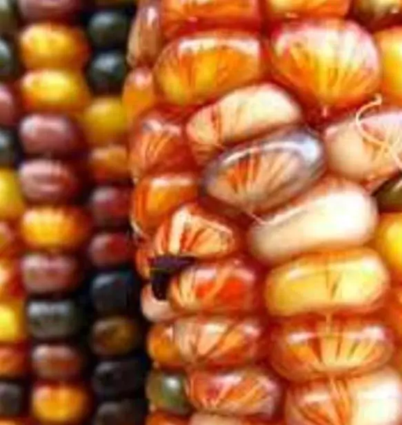 Zea mays Wade's Giant Indian Corn (C.O.) - Milho Gigante, Milho Gigante Indiano - Imagem 4