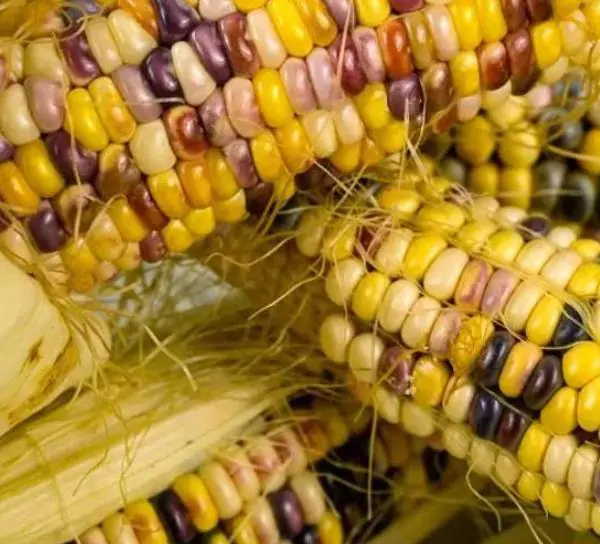 Zea mays Wade's Giant Indian Corn (C.O.) - Milho Gigante, Milho Gigante Indiano - Imagem 5