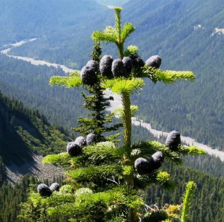 Abies amabilis - Abeto de Prata, Abeto Prateado do Pacífico, Cascade Silver Fir
