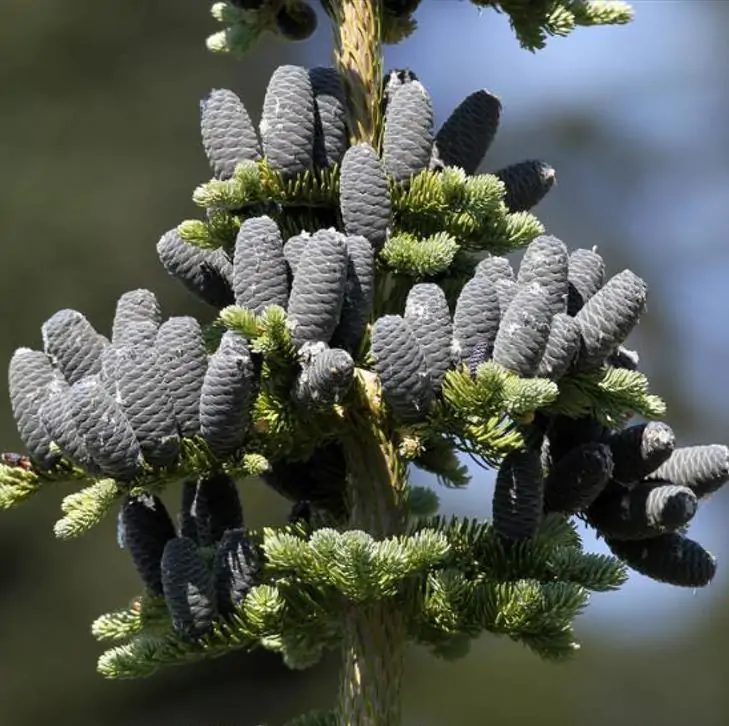 Abies amabilis - Abeto de Prata, Abeto Prateado do Pacífico, Cascade Silver Fir - Imagem 2