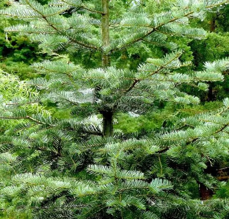 Abies amabilis - Abeto de Prata, Abeto Prateado do Pacífico, Cascade Silver Fir - Imagem 3