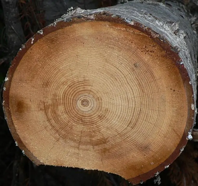 Abies amabilis - Abeto de Prata, Abeto Prateado do Pacífico, Cascade Silver Fir - Imagem 4