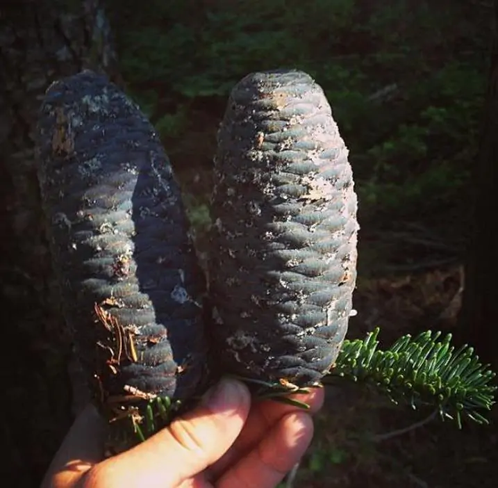 Abies amabilis - Abeto de Prata, Abeto Prateado do Pacífico, Cascade Silver Fir - Imagem 5