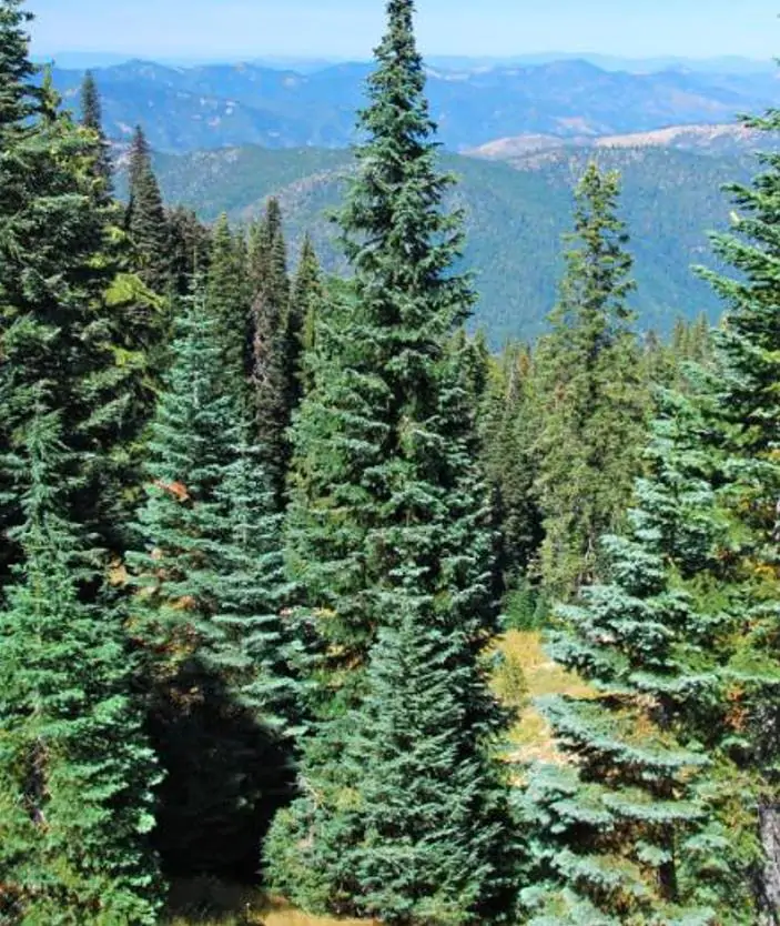 Abies amabilis - Abeto de Prata, Abeto Prateado do Pacífico, Cascade Silver Fir - Imagem 6