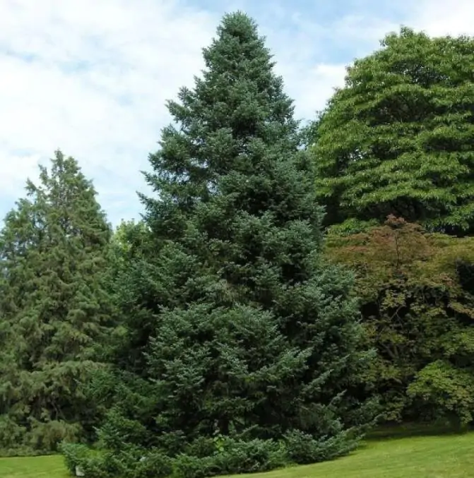 Abies amabilis - Abeto de Prata, Abeto Prateado do Pacífico, Cascade Silver Fir - Imagem 7