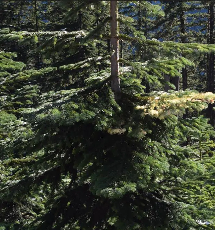 Abies amabilis - Abeto de Prata, Abeto Prateado do Pacífico, Cascade Silver Fir - Imagem 9