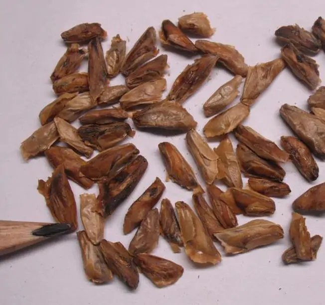 Abies amabilis - Abeto de Prata, Abeto Prateado do Pacífico, Cascade Silver Fir - Imagem 11