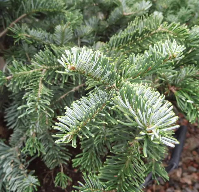 Abies amabilis - Abeto de Prata, Abeto Prateado do Pacífico, Cascade Silver Fir - Imagem 12