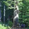 Abies grandis Inland (Picea Grandis, Pinus Grandis) - Abeto Gigante, Pinheiro gigante, Abeto Branco de Planície, Abeto de Bálsamo, Gia
