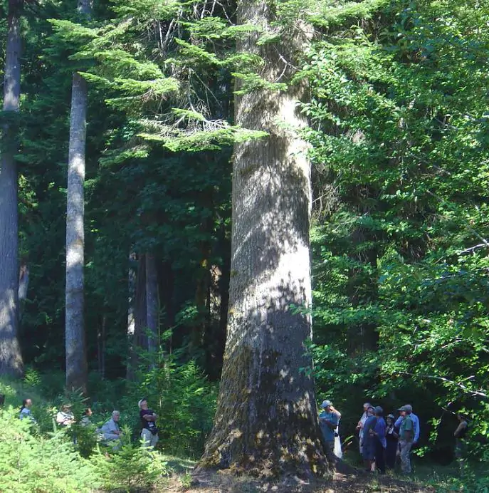 Abies grandis Inland (Picea Grandis, Pinus Grandis) - Abeto Gigante, Pinheiro gigante, Abeto Branco de Planície, Abeto de Bálsamo, Gia