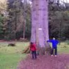 Abies grandis Inland (Picea Grandis, Pinus Grandis) - Abeto Gigante, Pinheiro gigante, Abeto Branco de Planície, Abeto de Bálsamo, Gia - Image 2