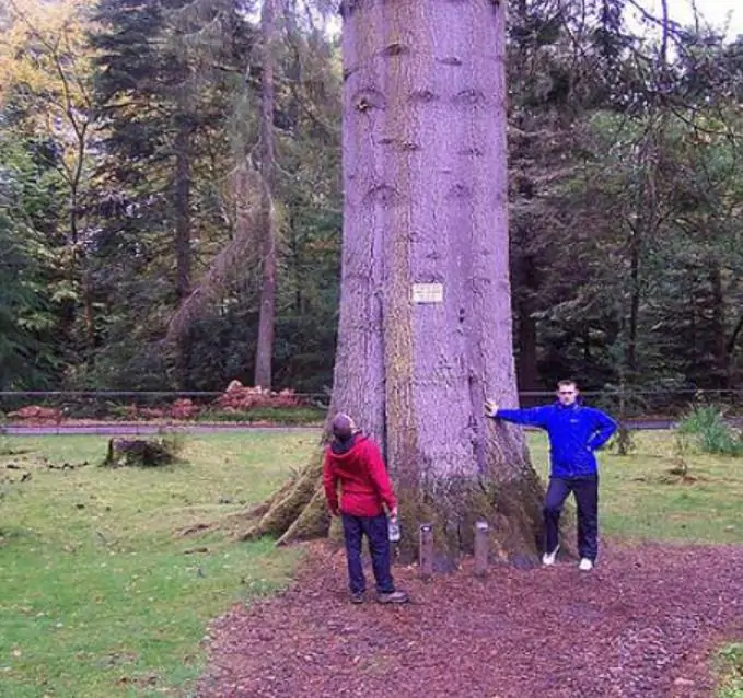 Abies grandis Inland (Picea Grandis, Pinus Grandis) - Abeto Gigante, Pinheiro gigante, Abeto Branco de Planície, Abeto de Bálsamo, Gia - Imagem 2