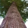 Abies grandis Inland (Picea Grandis, Pinus Grandis) - Abeto Gigante, Pinheiro gigante, Abeto Branco de Planície, Abeto de Bálsamo, Gia - Image 3