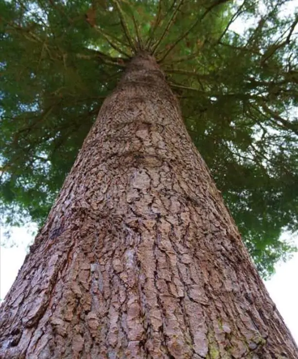 Abies grandis Inland (Picea Grandis, Pinus Grandis) - Abeto Gigante, Pinheiro gigante, Abeto Branco de Planície, Abeto de Bálsamo, Gia - Imagem 3