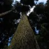 Abies grandis Inland (Picea Grandis, Pinus Grandis) - Abeto Gigante, Pinheiro gigante, Abeto Branco de Planície, Abeto de Bálsamo, Gia - Image 4