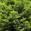 Abies grandis Inland (Picea Grandis, Pinus Grandis) - Abeto Gigante, Pinheiro gigante, Abeto Branco de Planície, Abeto de Bálsamo, Gia - Image 6
