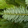 Abies grandis Inland (Picea Grandis, Pinus Grandis) - Abeto Gigante, Pinheiro gigante, Abeto Branco de Planície, Abeto de Bálsamo, Gia - Image 7