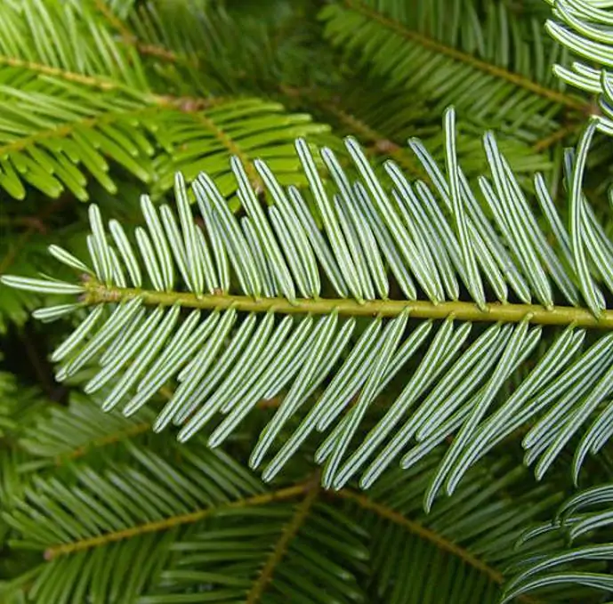 Abies grandis Inland (Picea Grandis, Pinus Grandis) - Abeto Gigante, Pinheiro gigante, Abeto Branco de Planície, Abeto de Bálsamo, Gia - Imagem 7