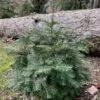 Abies grandis Inland (Picea Grandis, Pinus Grandis) - Abeto Gigante, Pinheiro gigante, Abeto Branco de Planície, Abeto de Bálsamo, Gia - Image 10