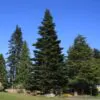 Abies grandis Inland (Picea Grandis, Pinus Grandis) - Abeto Gigante, Pinheiro gigante, Abeto Branco de Planície, Abeto de Bálsamo, Gia - Image 11
