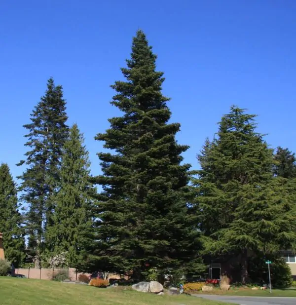Abies grandis Inland (Picea Grandis, Pinus Grandis) - Abeto Gigante, Pinheiro gigante, Abeto Branco de Planície, Abeto de Bálsamo, Gia - Image 11