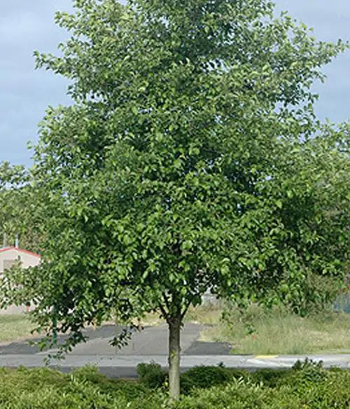 Alnus rubra - Amieiro Vermelho, Amieiro do Oregon, Amieiro Ocidental - Image 9
