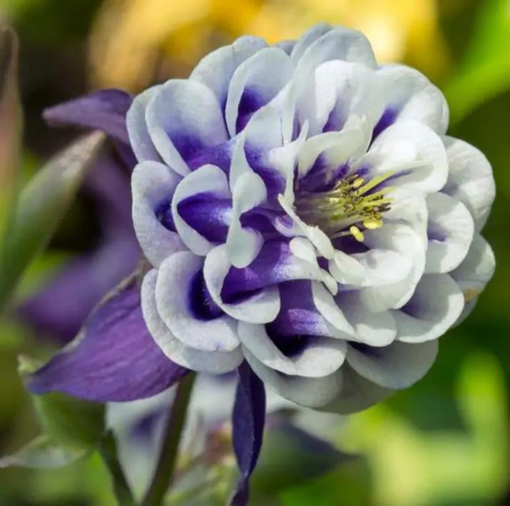 Aquilegia 'Double Pleat' blackberry - Aquilegia Dobrada Flor de Clematis, Columbina Dobrada Plissada Blackberry - Imagem 2