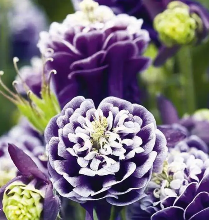 Aquilegia 'Double Pleat' blackberry - Aquilegia Dobrada Flor de Clematis, Columbina Dobrada Plissada Blackberry - Imagem 3