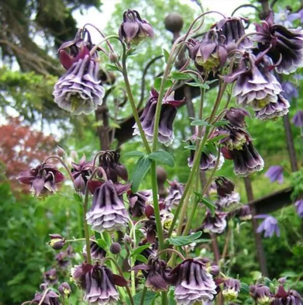 Aquilegia 'Double Pleat' blackberry - Aquilegia Dobrada Flor de Clematis, Columbina Dobrada Plissada Blackberry - Image 4