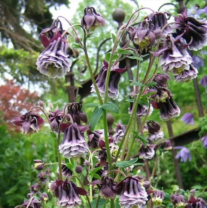 Aquilegia 'Double Pleat' blackberry - Aquilegia Dobrada Flor de Clematis, Columbina Dobrada Plissada Blackberry - Imagem 4