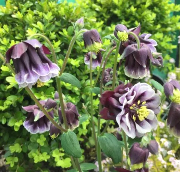 Aquilegia 'Double Pleat' blackberry - Aquilegia Dobrada Flor de Clematis, Columbina Dobrada Plissada Blackberry - Image 5