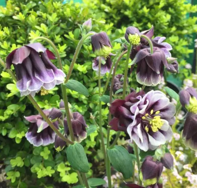 Aquilegia 'Double Pleat' blackberry - Aquilegia Dobrada Flor de Clematis, Columbina Dobrada Plissada Blackberry - Imagem 5