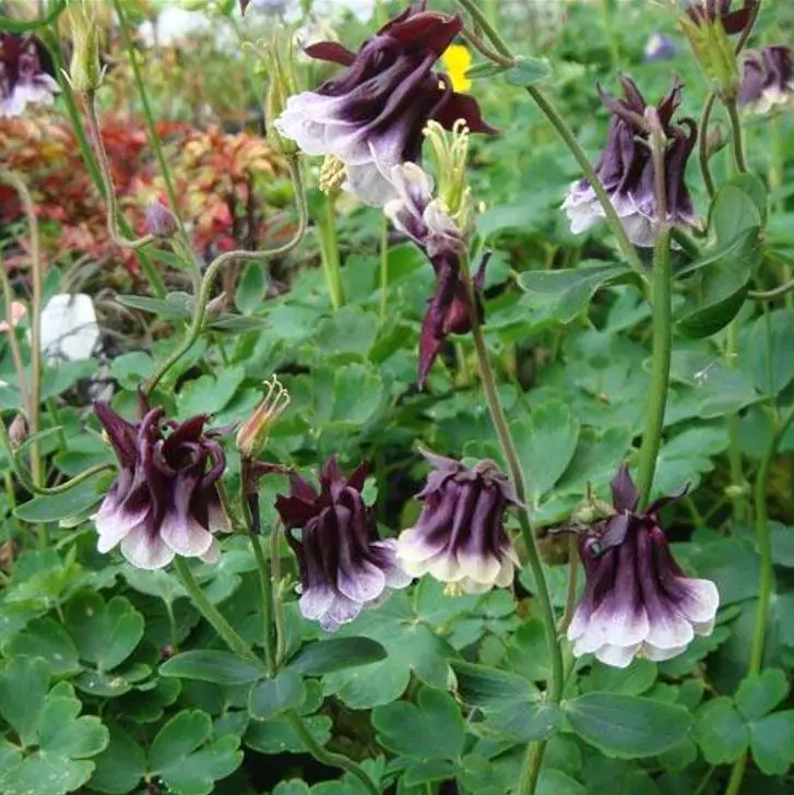 Aquilegia 'Double Pleat' blackberry - Aquilegia Dobrada Flor de Clematis, Columbina Dobrada Plissada Blackberry - Imagem 6