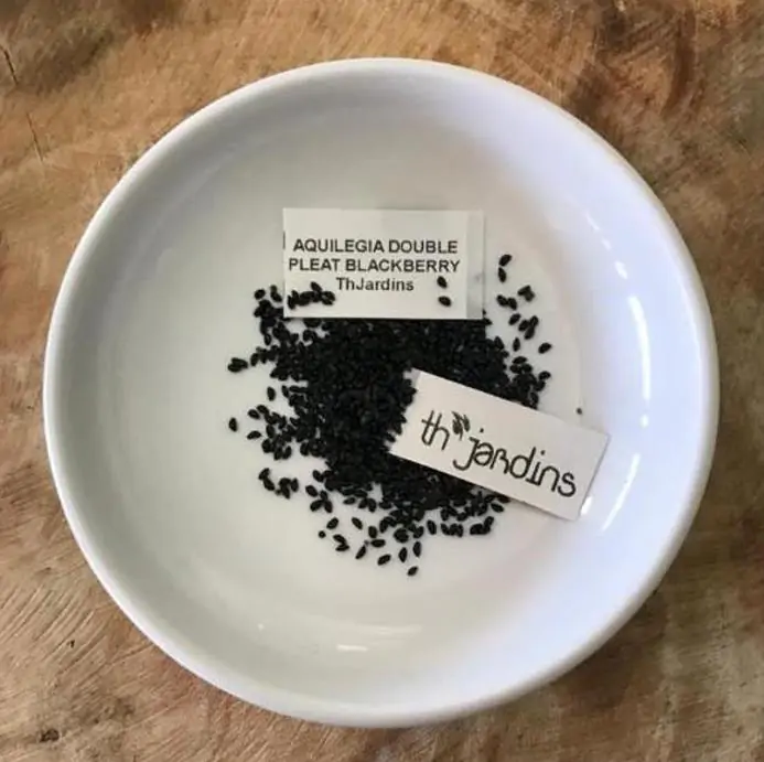 Aquilegia 'Double Pleat' blackberry - Aquilegia Dobrada Flor de Clematis, Columbina Dobrada Plissada Blackberry - Imagem 7