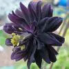Aquilegia vulgaris Stellata Nora Barlow Black - Aquilegia Flor de Clematis Negra, Rosa Columbina Negra, Aquilegia Barlow Black