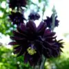 Aquilegia vulgaris Stellata Nora Barlow Black - Aquilegia Flor de Clematis Negra, Rosa Columbina Negra, Aquilegia Barlow Black - Image 2