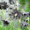 Aquilegia vulgaris Stellata Nora Barlow Black - Aquilegia Flor de Clematis Negra, Rosa Columbina Negra, Aquilegia Barlow Black - Image 3