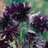 Aquilegia vulgaris Stellata Nora Barlow Black - Aquilegia Flor de Clematis Negra, Rosa Columbina Negra, Aquilegia Barlow Black - Image 4