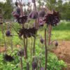 Aquilegia vulgaris Stellata Nora Barlow Black - Aquilegia Flor de Clematis Negra, Rosa Columbina Negra, Aquilegia Barlow Black - Image 5
