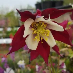 Aquilegia vulgaris Woodside variegata - Aquilegia Variegata, Rosa Columbina Variegata